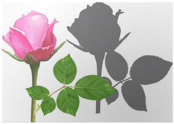 Single Pink Rose And Shadow Isolated On White Poster - Hojas De Rosas Verdes Png (400x400)