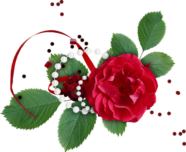 Single Red Rose Images Stock Photos Amp Vectors Shutterstock,single - Kırmızı Gül Resmi Indir (650x530)