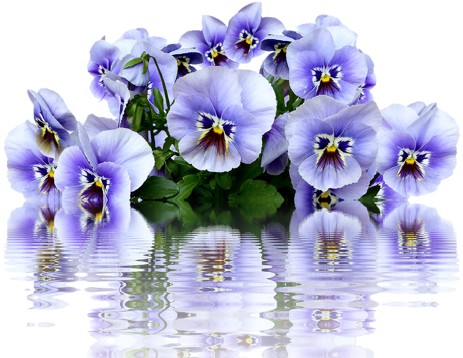 Pansy Clipart 24, Buy Clip Art - You Say Pansy Like It's A Bad Thing- Pansies Garden (952x720)