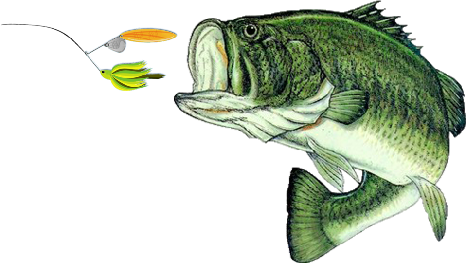 Wing's Live Bait & Tackle - Wing's Live Bait & Tackle (1000x584)