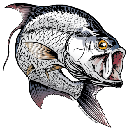 Boneyard Fly Gear Tarpon Decal - Tarpon Sketch (443x450)