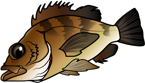 [2016/8/15] 呉市吉浦周辺 メバル・マダイ[合計14匹] - Sebastes Inermis (549x410)