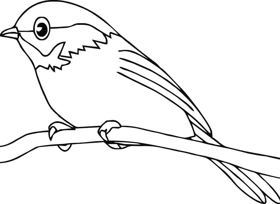 American - Draw A American Robin (957x698)