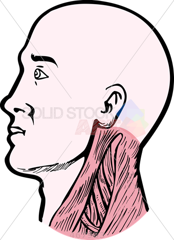 Stock Illustration Of Old Fashioned Cartoon Drawing - Head And Neck Clipart (340x470)