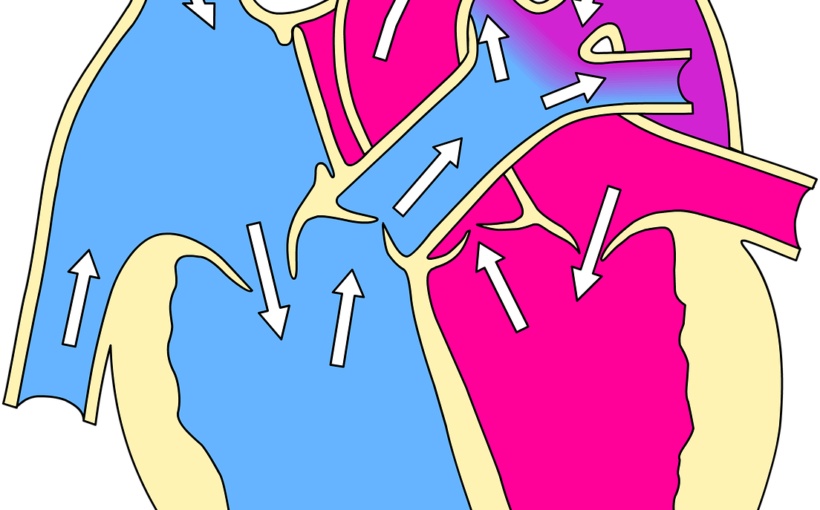 Common Misconceptions About Cardiovascular Disease - Patent Ductus Arteriosus Meaning (820x510)