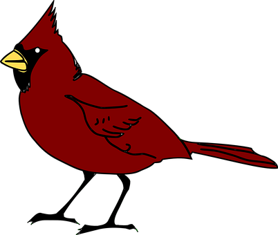 Cardinal Bird Beak Species Red Wildlife So - Free Clip Art Bird (402x340)