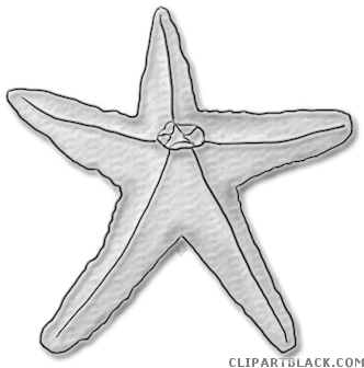 Starfish Animal Free Black White Clipart Images Clipartblack - Starfish (350x356)