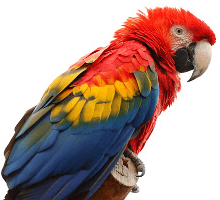 Macaw Clipart Parrot Head - Names Of Birds With 5 Letters (640x426)