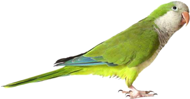 Green Cute Parrot Transparent Png Images - Parrot Png (400x320)