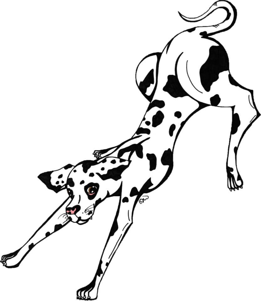 Great Dane Bound By Harleydane - Great Dane (832x960)