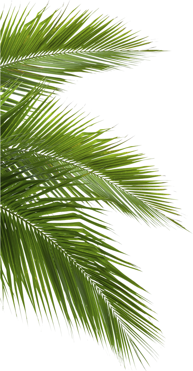 Coconut Arecaceae Leaf White - Jungle Png (644x1245)
