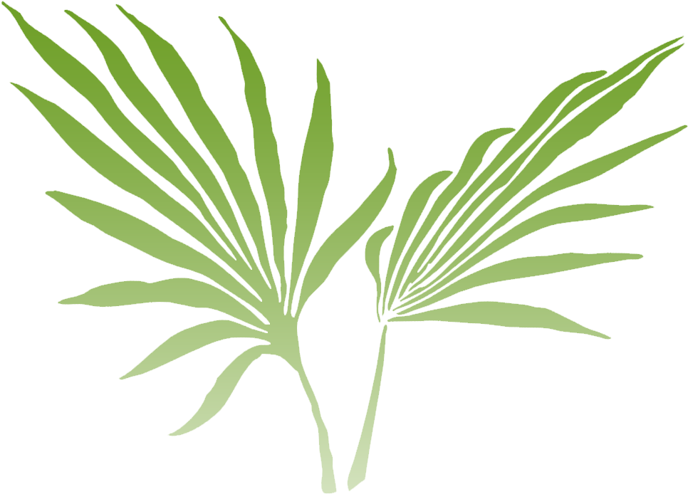 Of The Lush Rainforest And Offers Stunning Views From - Palm Frond Clip Art (1079x781)
