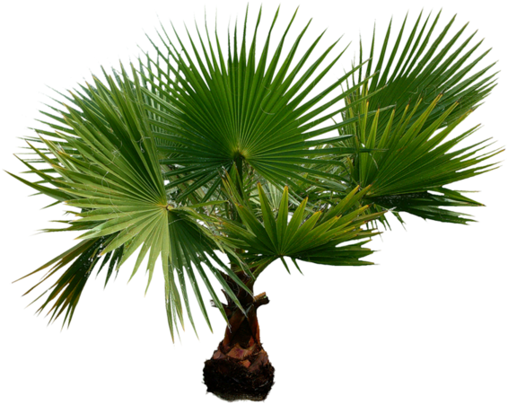 Jungle Plant Png Tumbl - Palmier Png (600x492)