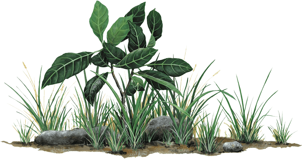 Rock Leaf Plant Wall Decal Sticker - Walls Of The Wild Rock Leaf Peel (1024x1024)