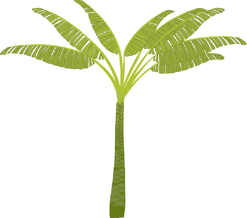 Mb Image/png - T Shaped Palm Tree (800x705)