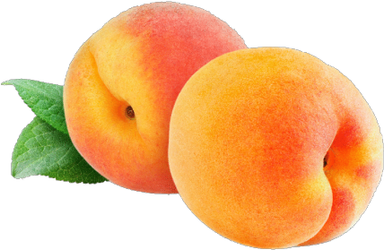 Peaches Fruit Clipart - Small Potted Tree Flat Peach Seeds (435x308)
