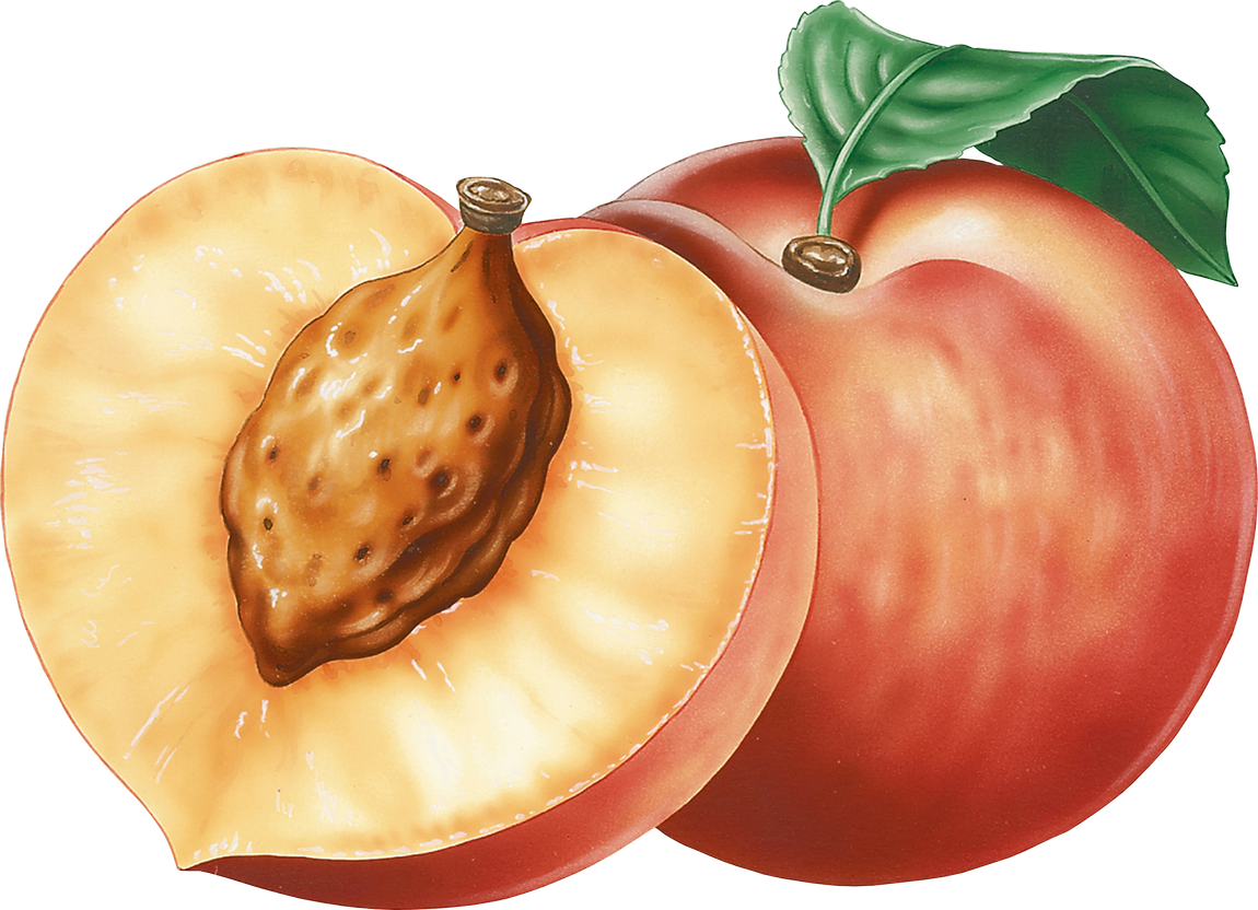Peach Clipart Png (1150x832)