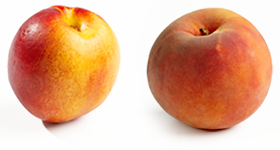 Difference Between Peaches And Nectarines - Peach (550x295)