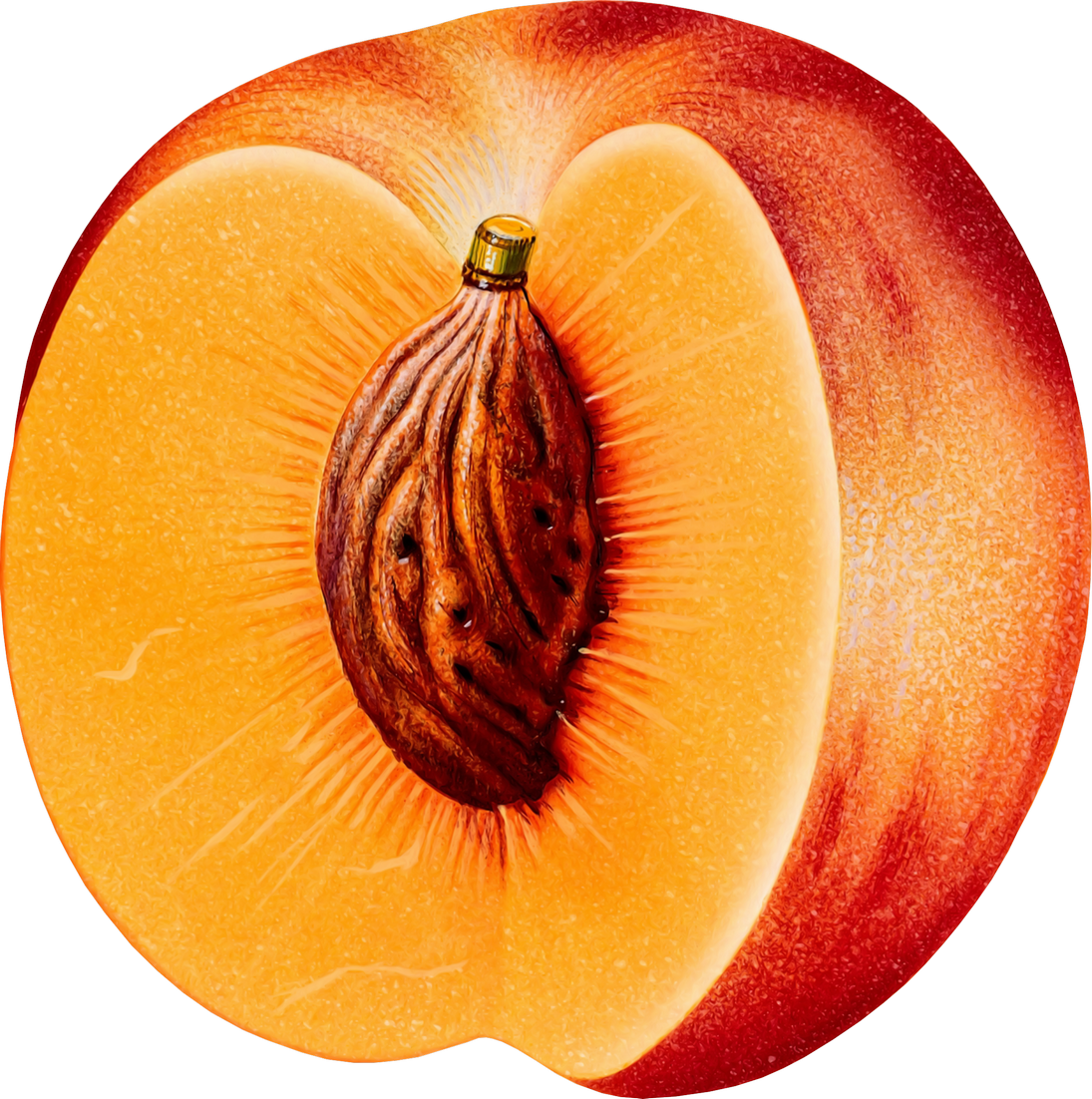 Peach - Peach Png (1095x1102)