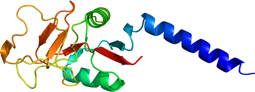 Mannose Binding Lectin Protein (931x368)