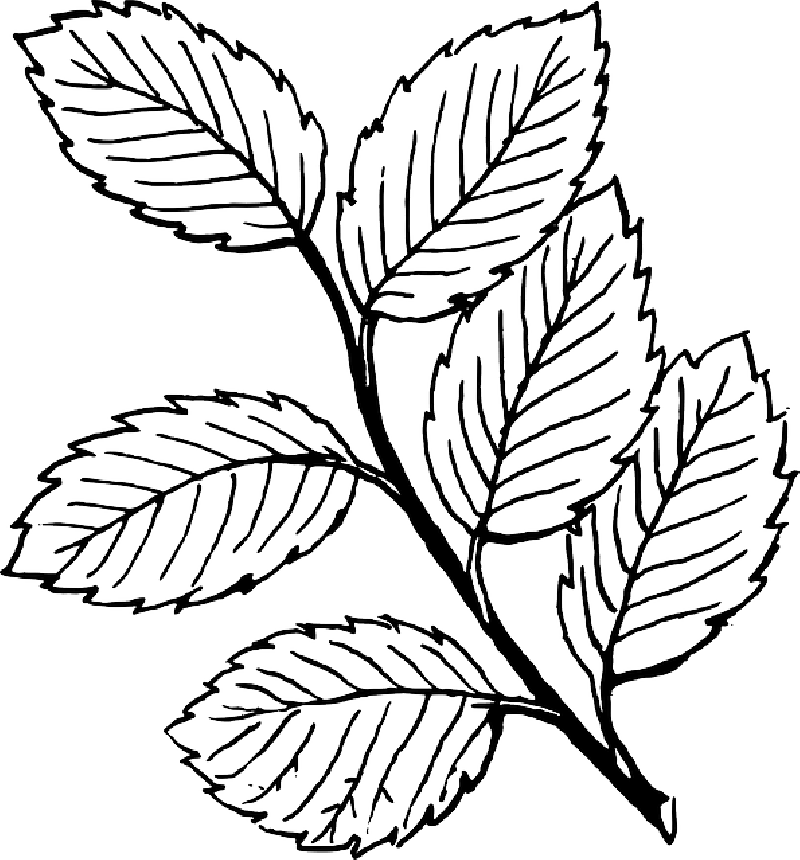 Fall, Outline, Drawing, Leaf, Tree, - Leaves Clipart Black And White (800x860)