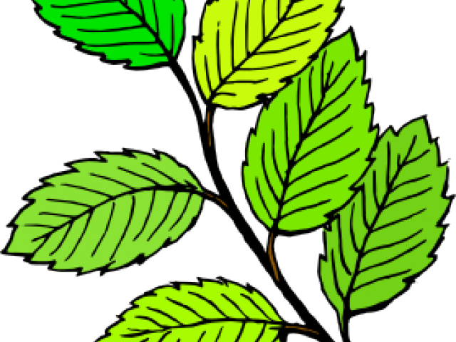 Leaf Clipart Flower - Leaves Clip Art (640x480)