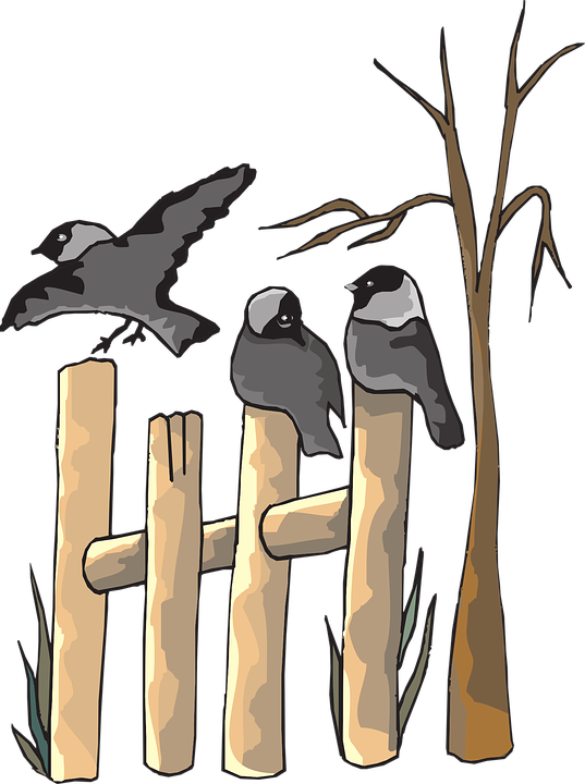 Cuckoo Clipart Bird On Tree - Dead Animals And Plants Clipart (537x720)