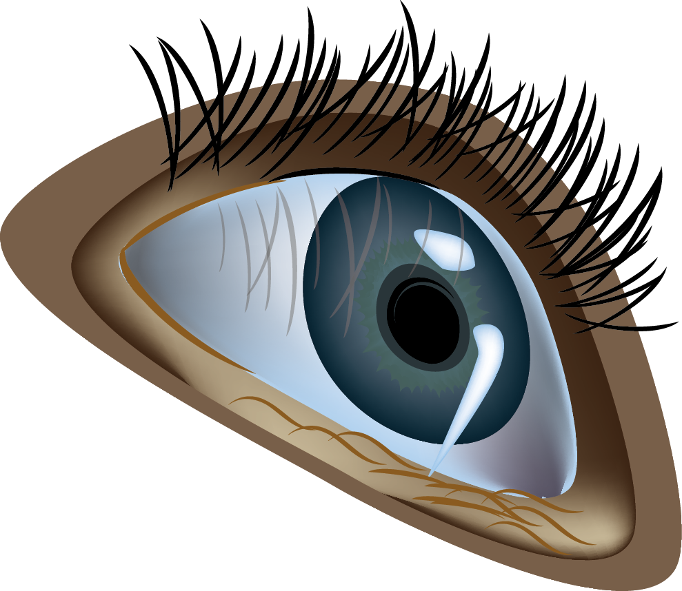 Human Eye Euclidean Vector Illustration - Eye (989x858)