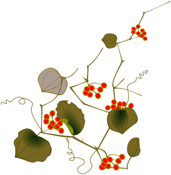 Vine Illustration 5, Buy Clip Art - Smilax Officinalis (720x720)