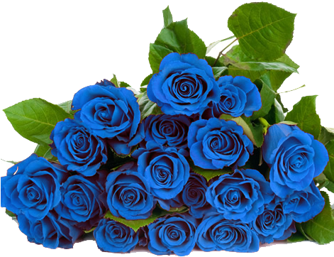 Blue Roses, Ideas - Blue Roses Png (470x470)