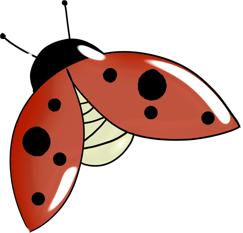 Album - Ladybird Beetle (800x767)
