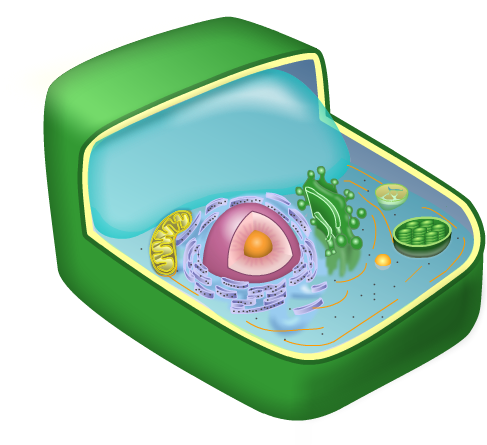 Plant Cell Rh Averydc Com Free Plant Cell Clipart Clip - Baby Toys (504x465)