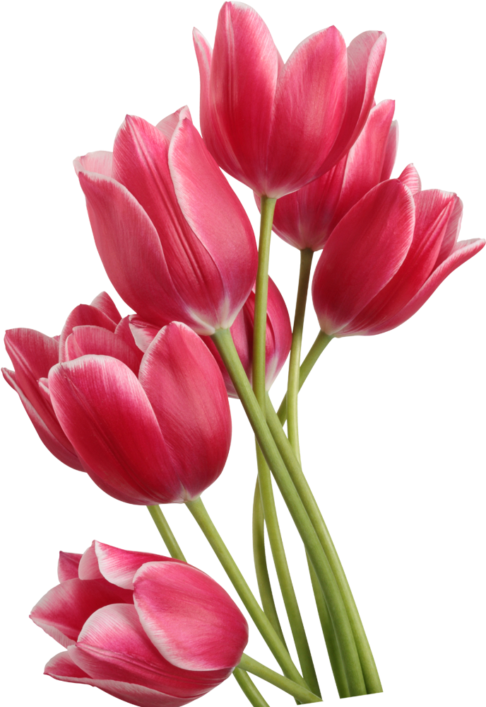 Tulip Clip Art - Tulipa Png (1000x1000)