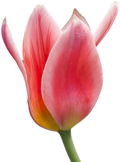 Tulip Png 9, Buy Clip Art - Sprenger's Tulip (960x640)