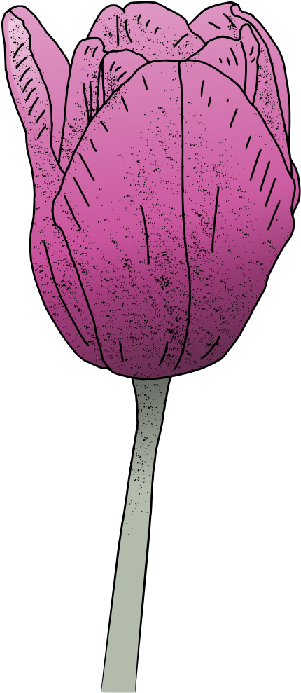 Pink Tulip - Sprenger's Tulip (750x1000)