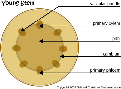 Thanks For The A2a Sv - Xylem And Phloem Diagram (400x300)