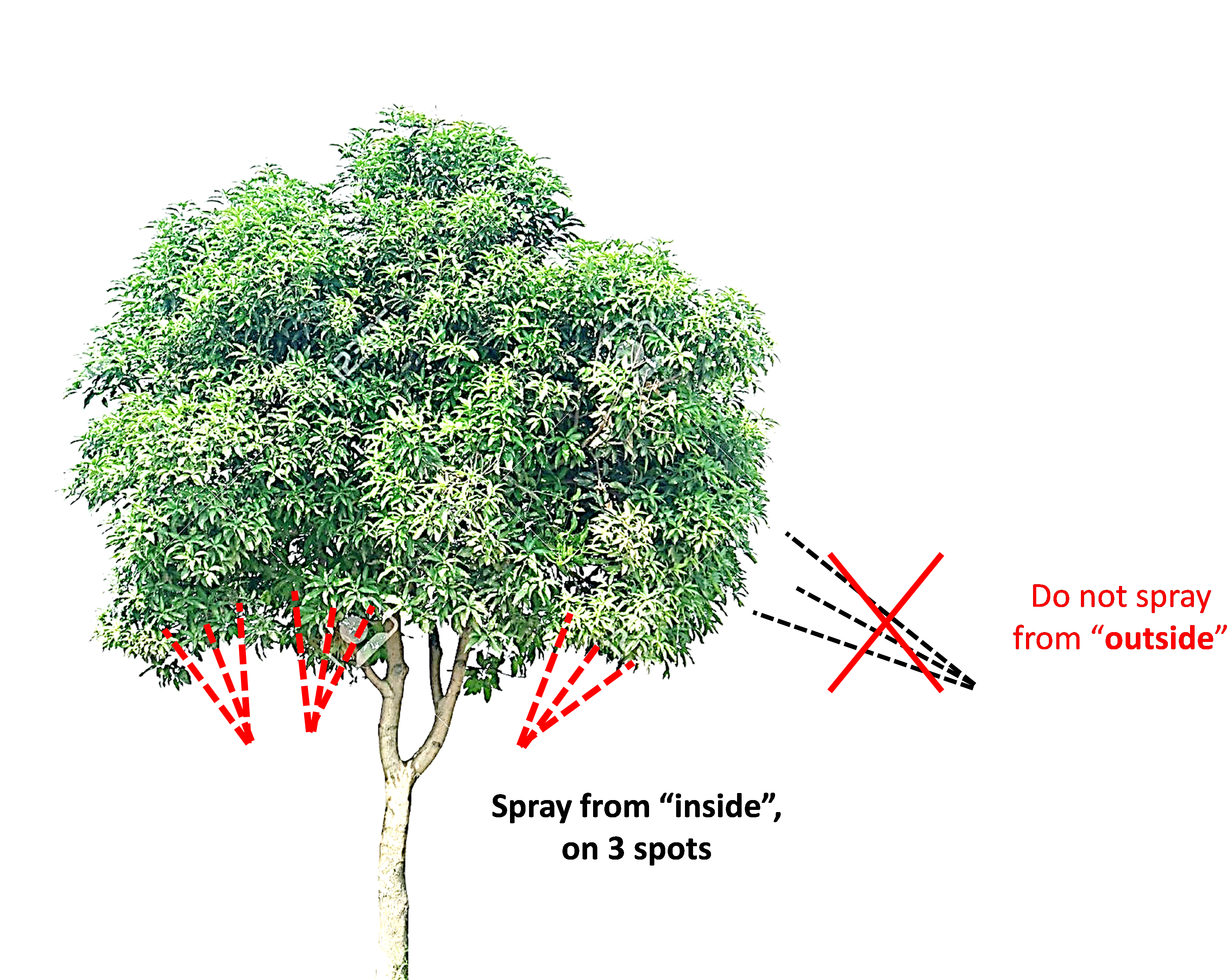 How To Spray A Mango Tree Against Fruit Flies - Tree (3565x2782)