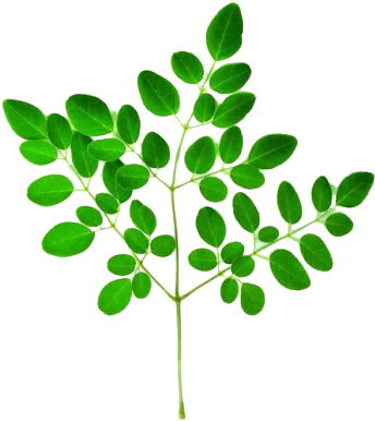 Every Part Of The Moringa Tree Can Be Used In Medical - Moringa Leaf Png (348x400)