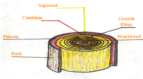 See The Diagram Below To See The Sections Of The Tree - Cross Section Of A Log (556x308)