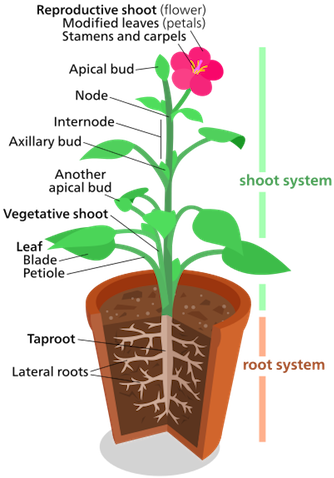 Plant Shoot System - Structure Of A Plant (361x500)