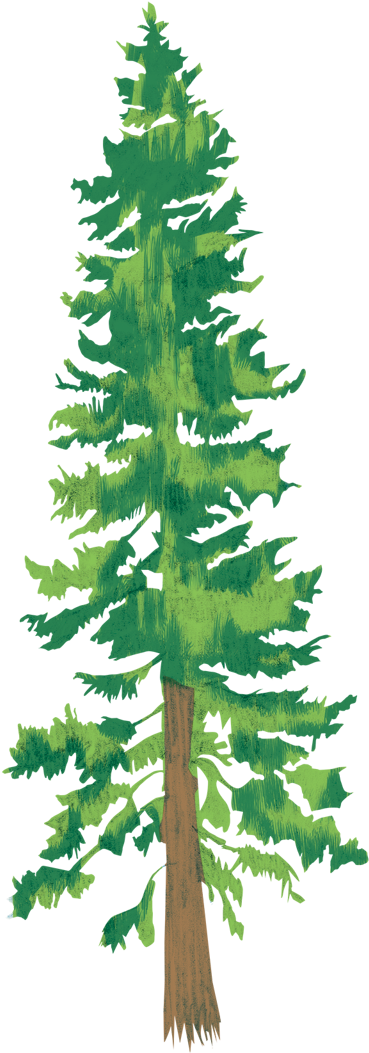 Each Drawing Represents These Parts Of The Park - Douglas Fir (640x1197)