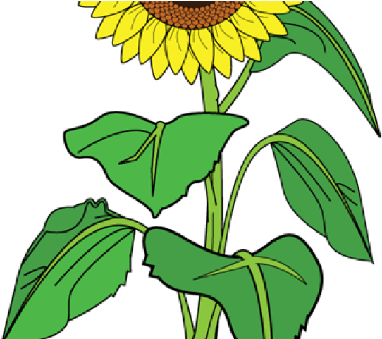 Sunflower Clipart Name - Sunflower With Hearts Tote Bag, Adult Unisex, Natural (640x480)