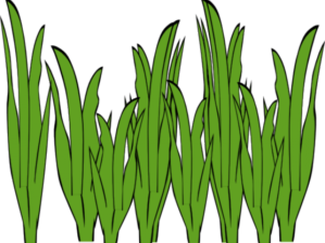 Sea Grass Clipart Cute - Seaweed Clipart (640x480)