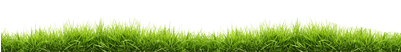 Lawn Clipart Small Grass - Grass (400x400)