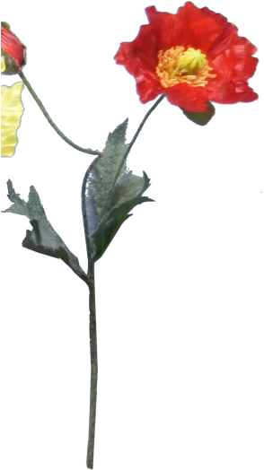 38cm Poppy X - Rosa Palustris (300x635)