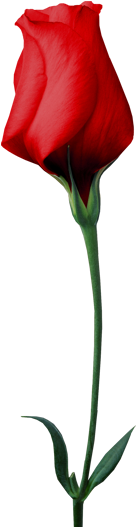 La Solidaridad - Garden Roses (290x601)