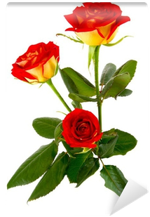 Image Of A Red Rose Bud Close-up Wall Mural • Pixers® - Painting (400x400)