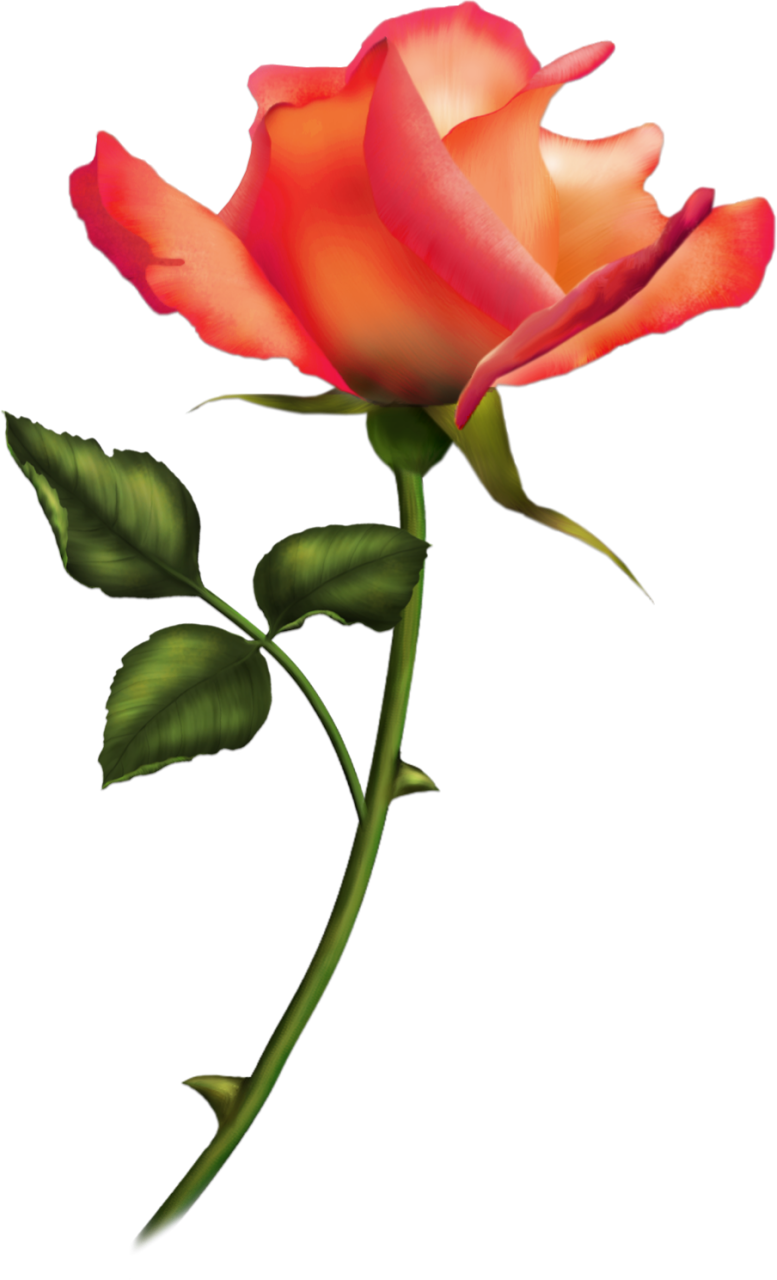 0 8426b C01e7f1 Orig - Romantische Rosen-karte 03 Grußkarte (777x1280)