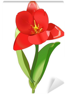 Tulip Drawing (400x400)