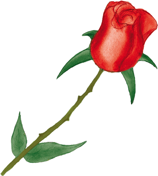نقرتين لعرض الصورة في صفحة مستقلة - Garden Roses (631x607)